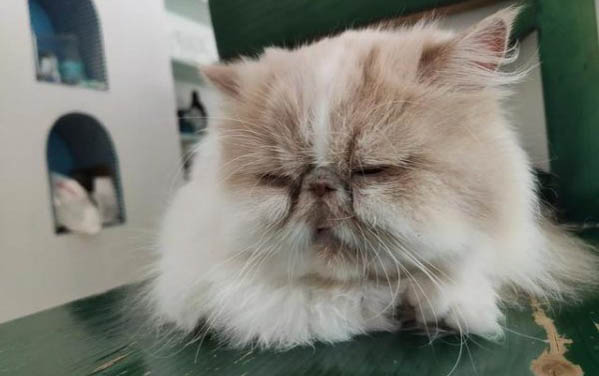 預防狗狗懷孕的方法有哪些？