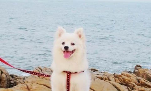 薩摩耶多久能吃成犬糧啊
