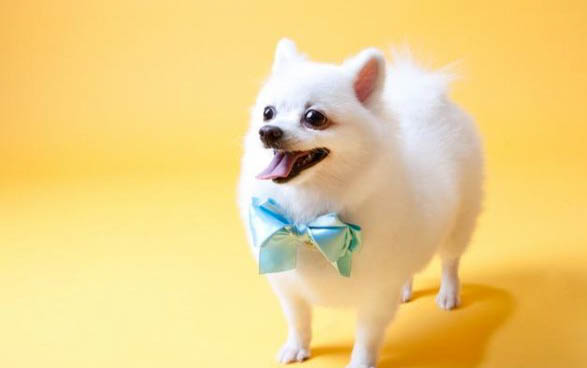 11個月的狗狗是成犬還是幼犬