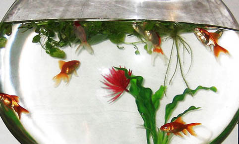 魚(yú)缸多久加一次鹽