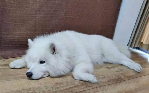 怎么看小狗有沒有懷孕