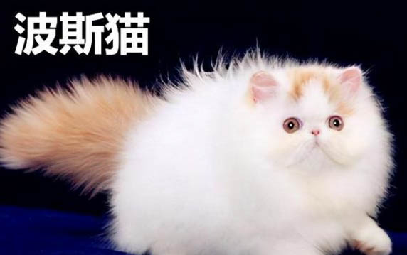 寵物貓嘔吐是什么原因