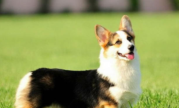 瑞典柯基犬和威爾士柯基的區別