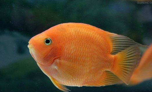 新魚缸不消毒可以嗎