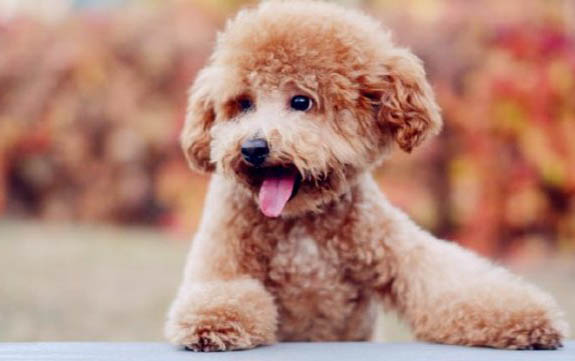 棉花面紗犬哪里有賣