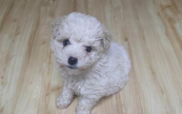 比熊犬舍哪里有
