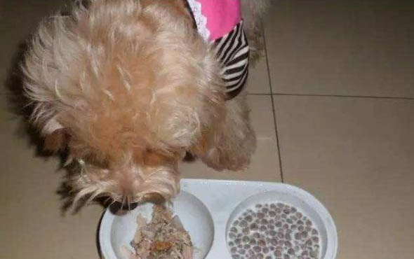哪個牌子的狗糧比較好一些