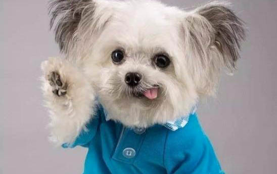 狗狗怎么獎勵