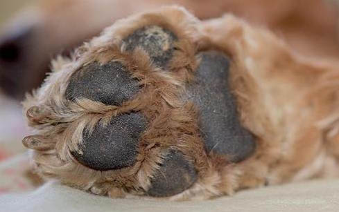 在狗狗眼中的主人長相
