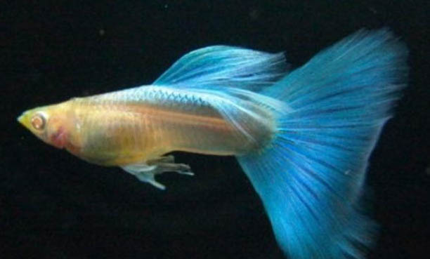 孔雀魚缸里適合養(yǎng)什么水草