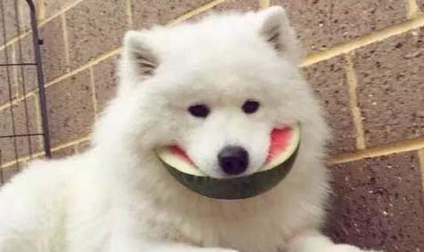 狗狗換糧癥狀