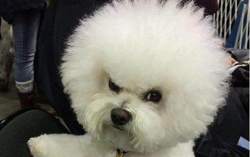 家的狗狗經常拉稀為什么