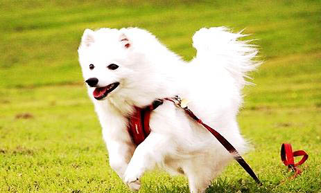 銀狐犬眼睛有眼屎的原因及處理方法