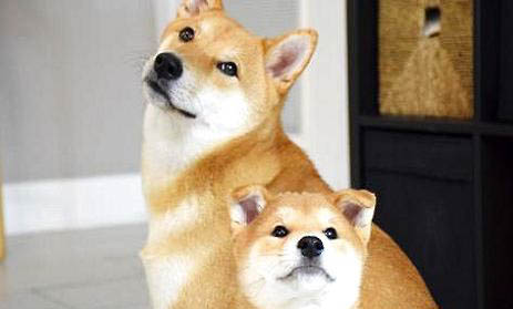 狗懷孕要吃什么