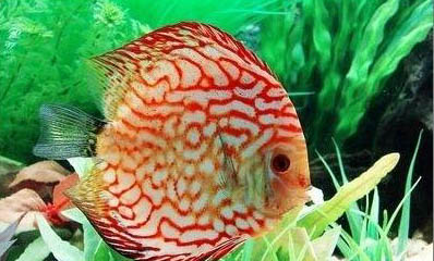 七彩神仙魚的繁殖