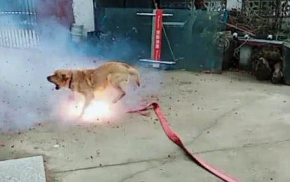 狗狗可以吃蘿卜嗎？