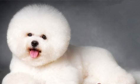 狗狗社交很喜歡叫是什么原因引起的