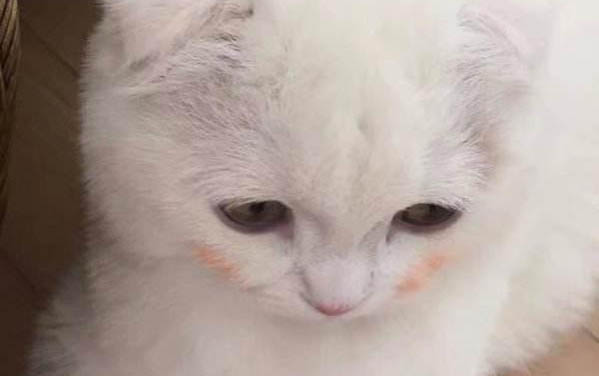 請問貓咪嘔吐的原因及處理方法？