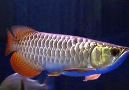 星點龍魚能長多大