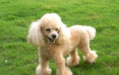 巨型貴賓犬性格