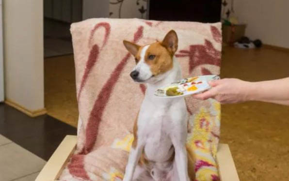 狗咬自己的爪子是什么原因