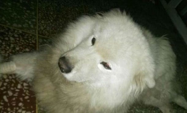 狗狗得了犬瘟多久才能恢復(fù)