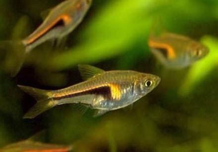 藍三角魚怎么區分公母