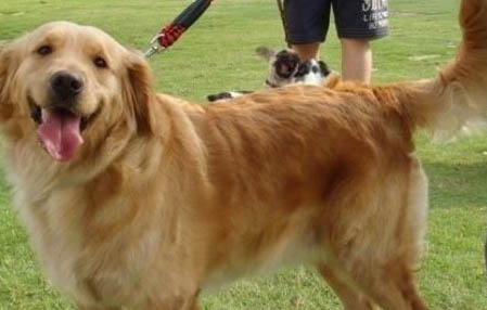 如何訓練金毛犬叼東西