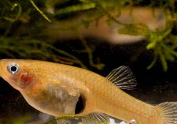 食蚊魚和孔雀魚的區(qū)別