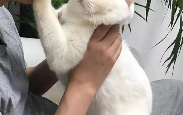 貓咪張嘴喘氣是應激反應嗎