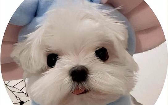 狗狗得細小病毒冠狀的癥狀