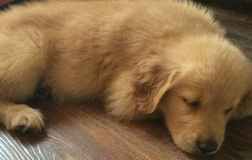 二個月狗狗吃狗糧需要泡軟嗎為什么呢