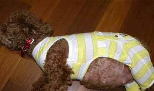 母犬絕育多久恢復(fù)