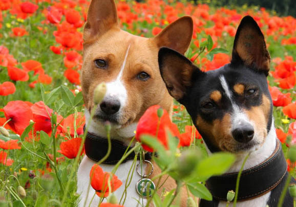 狗狗犬瘟傳染嗎