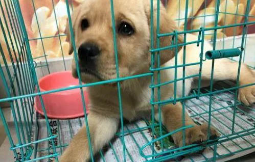 狗狗寄養后回家不親人的改善方法