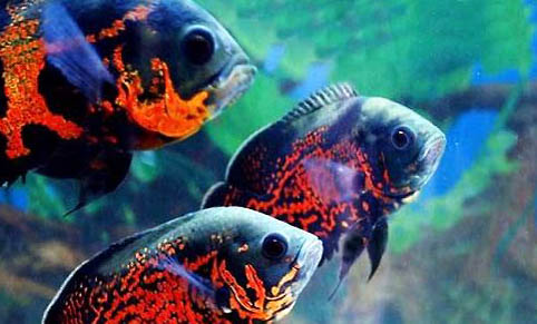 水虎魚能吃魚飼料嗎