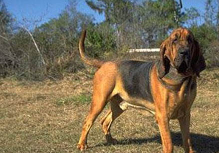 尋血獵犬手術傷口多久恢復