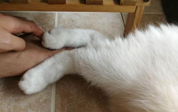 貓冠狀病毒陽性要緊嗎