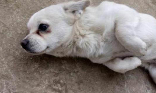 狗狗指甲需要剪嗎