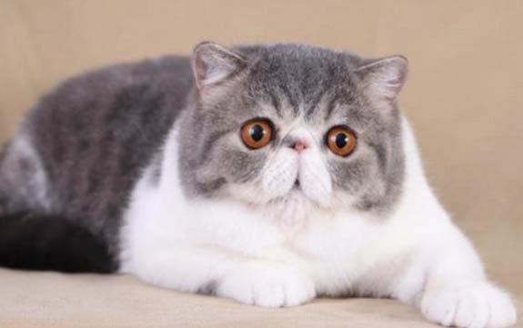 貓咪怕冷嗎?