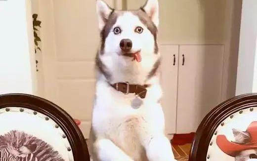 狗狗膀胱炎有哪些癥狀