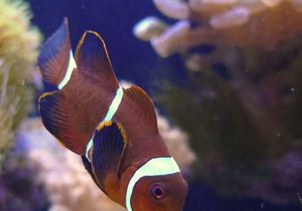 七彩神仙魚可以和鸚鵡魚混養(yǎng)嗎？
