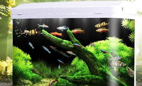 魚缸里放了黃粉魚死了