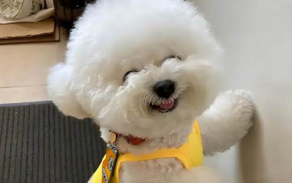 狗狗拉血兩天還能活嗎