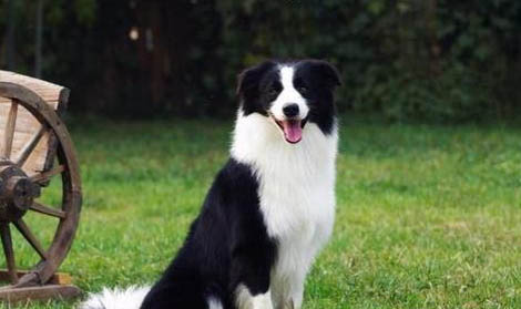 邊境牧羊犬護主性強嗎