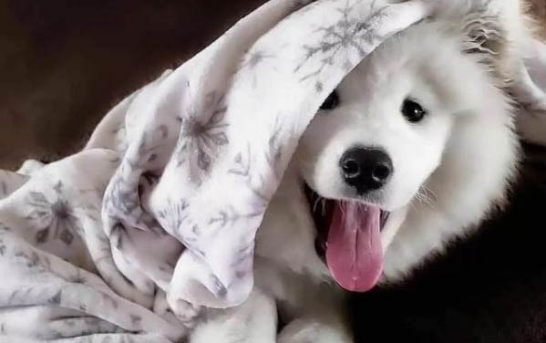 薩摩耶犬毛的護理