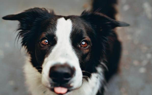 邊境牧羊犬從配種到生需要多久?