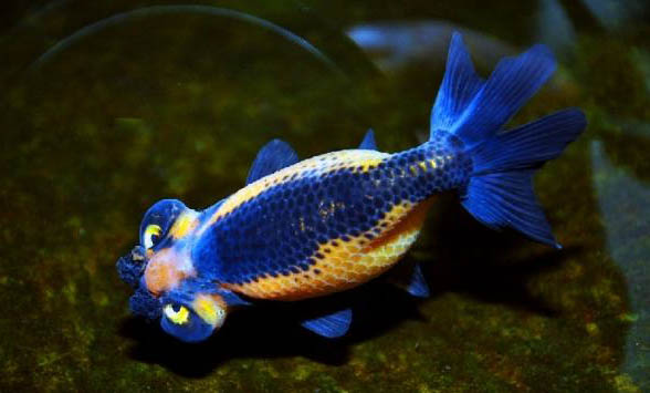 為什么海豚不怕鯊魚(yú)
