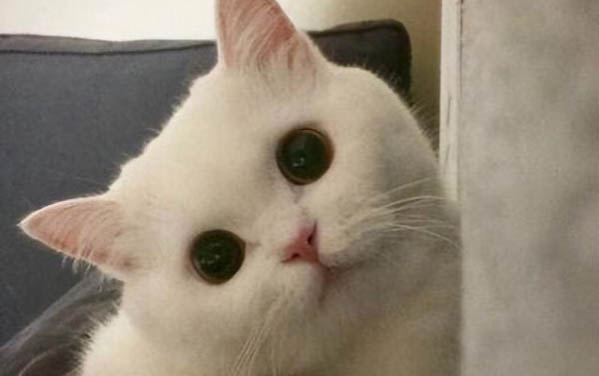 怎么給貓喂藥水