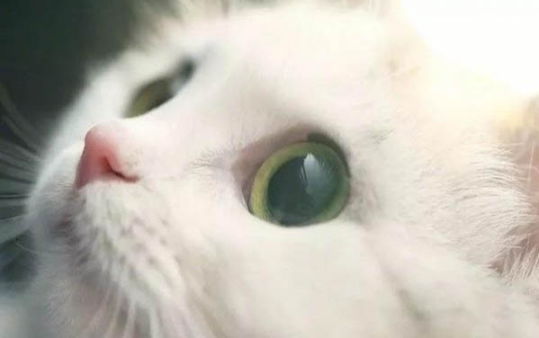 貓咪洗臉為什么咬爪子